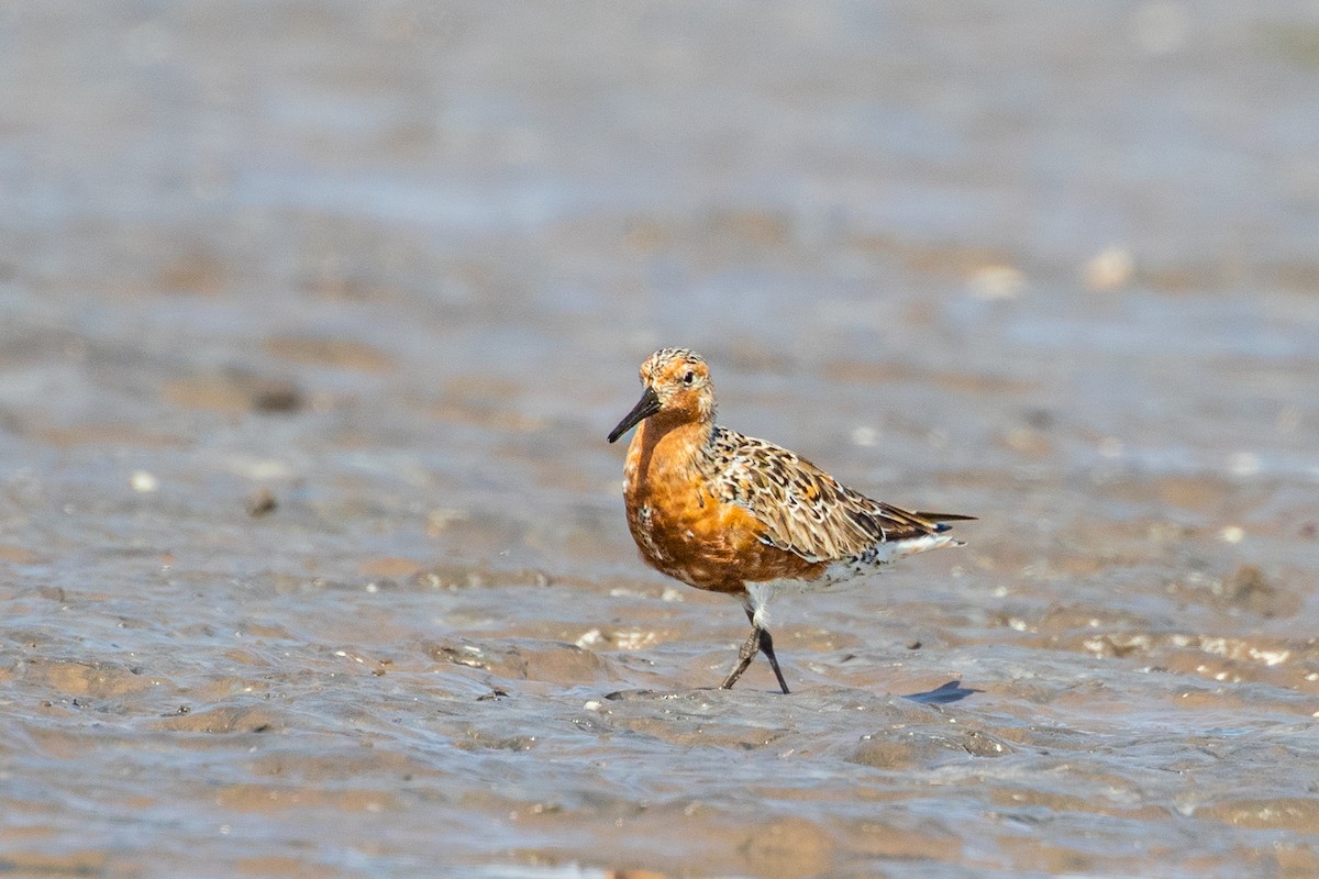 Red Knot - ML406136481