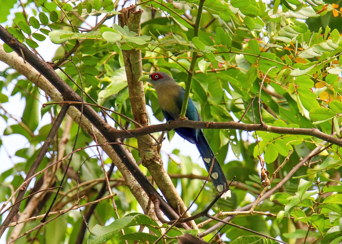 Black-bellied Malkoha - ML406136801