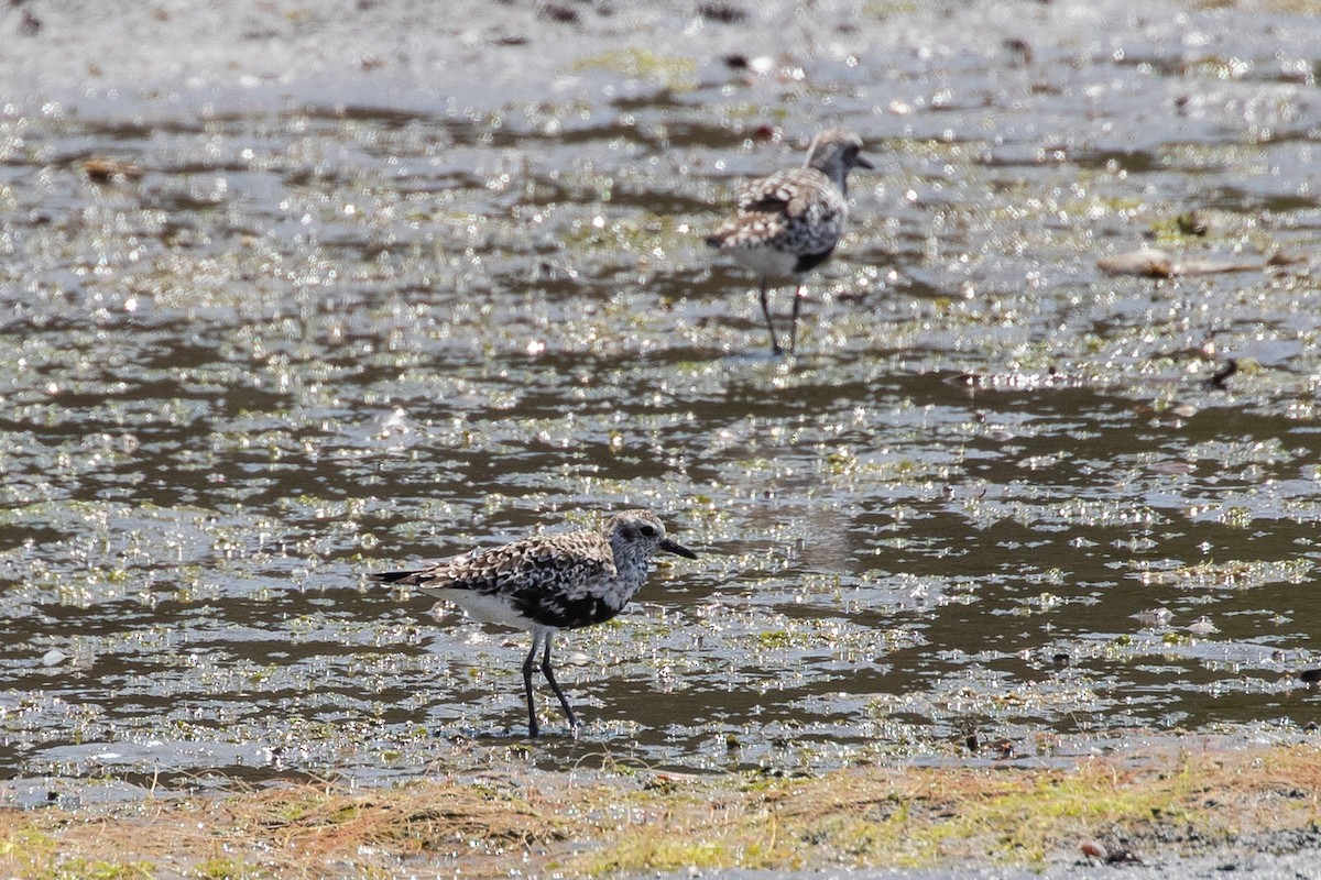 Black-bellied Plover - ML406138111