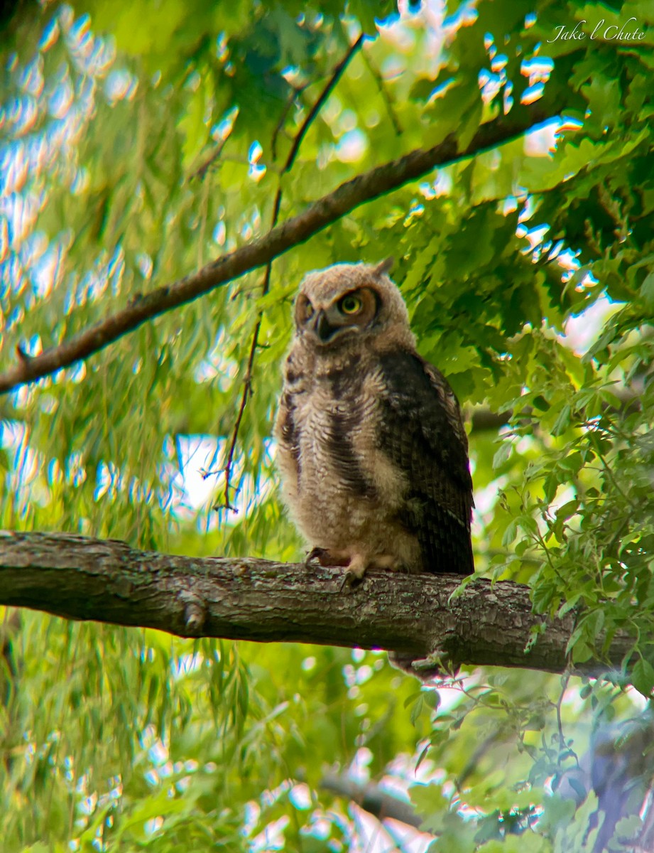 Great Horned Owl - ML406138601