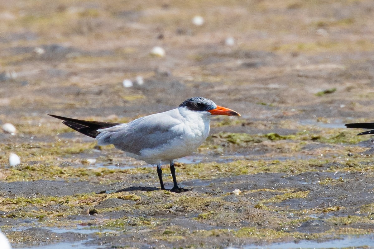 Caspian Tern - ML406138891