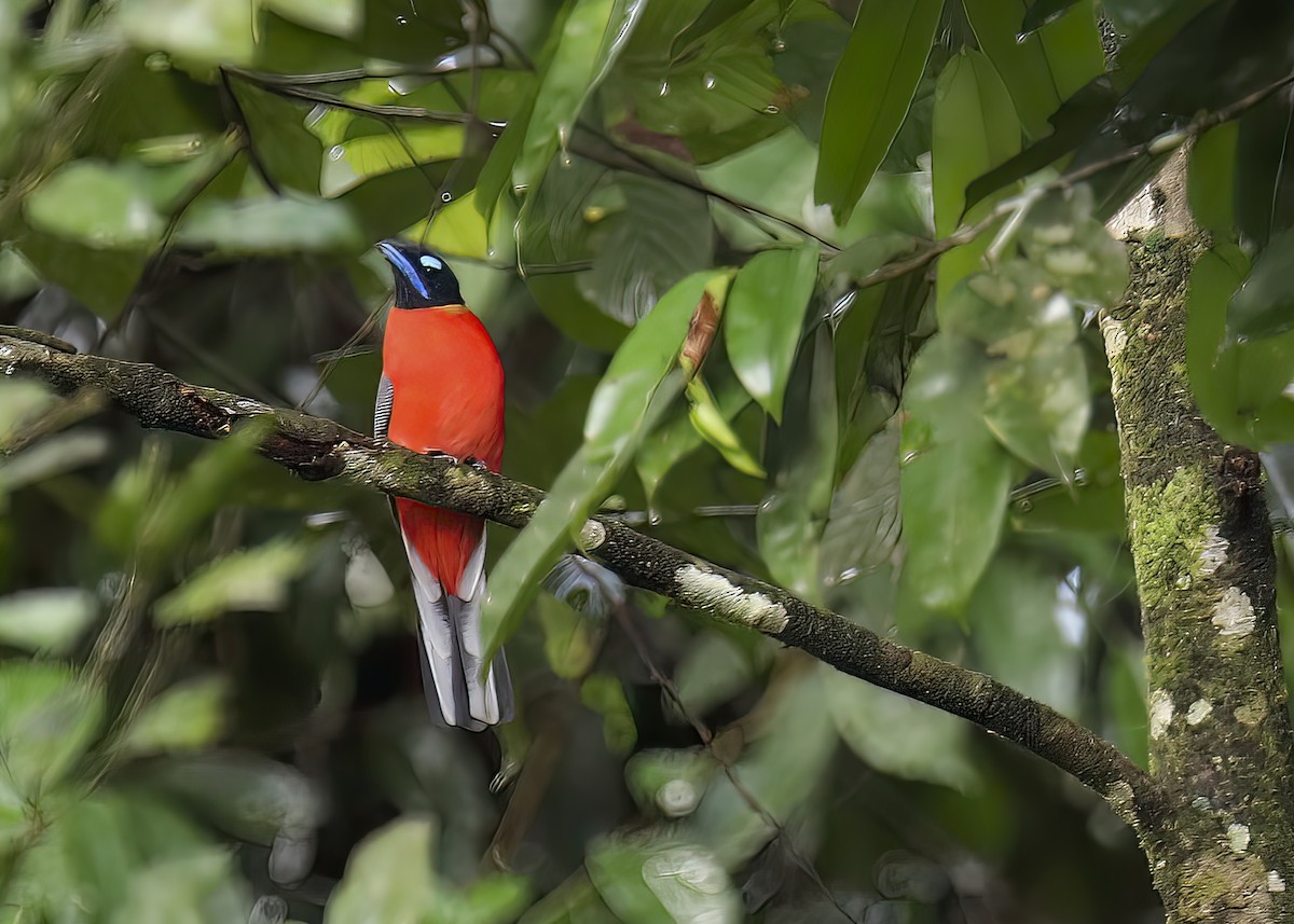 Scarlet-rumped Trogon - ML406138901