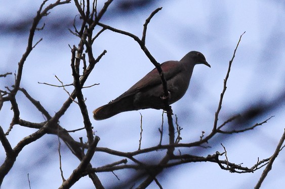 Pale-vented Pigeon - ML406142501