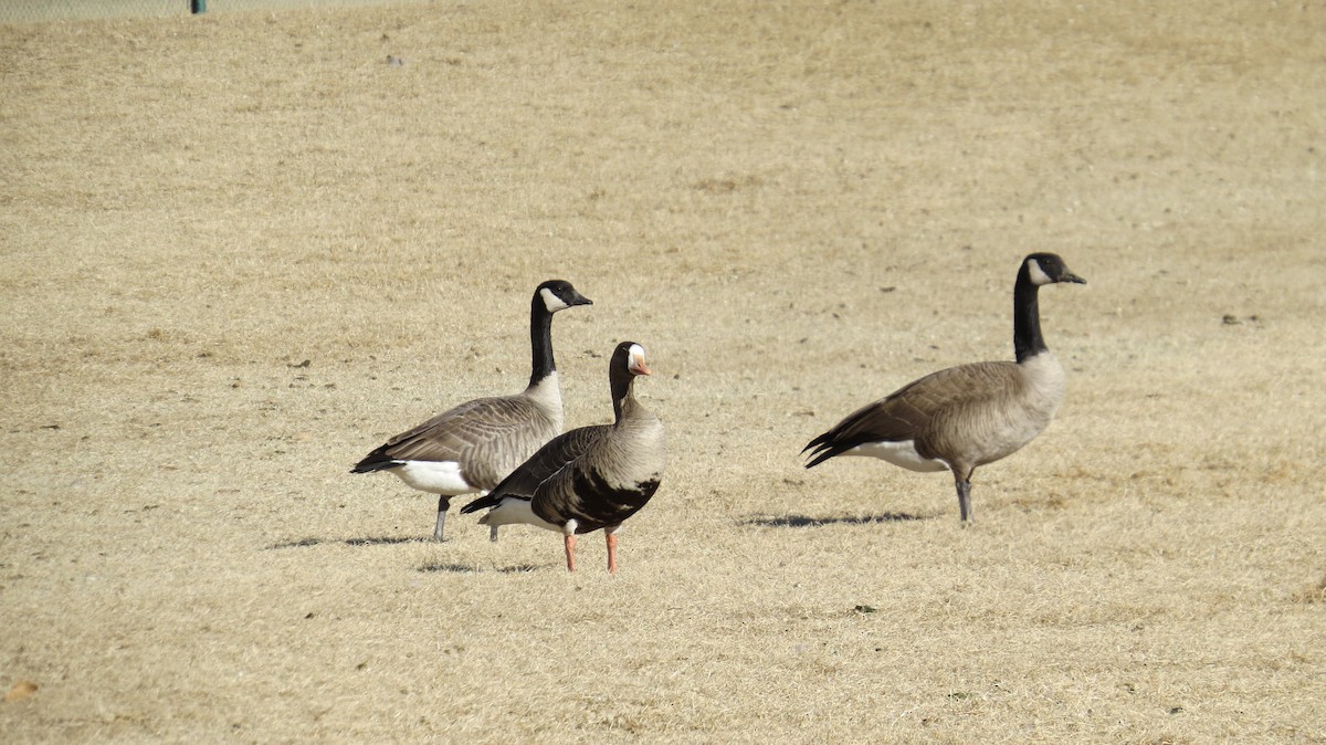 Greater White-fronted Goose - ML406143651