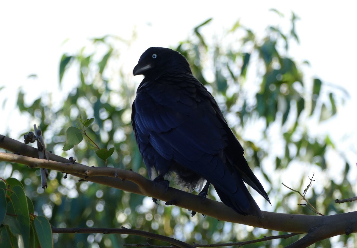 Forest Raven - ML40614461