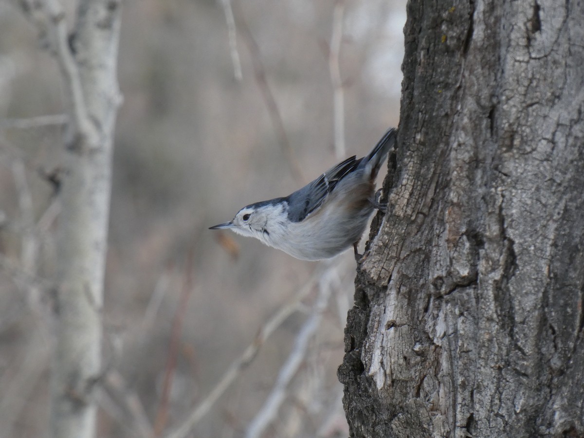 White-breasted Nuthatch (Eastern) - ML406144801