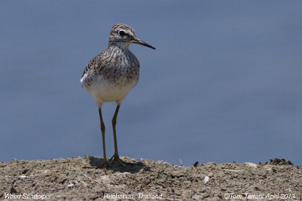 Wood Sandpiper - ML40614841