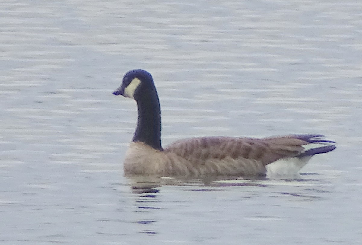 Cackling Goose - ML406148421