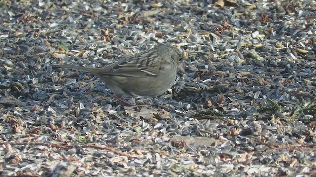 Golden-crowned Sparrow - ML406148741