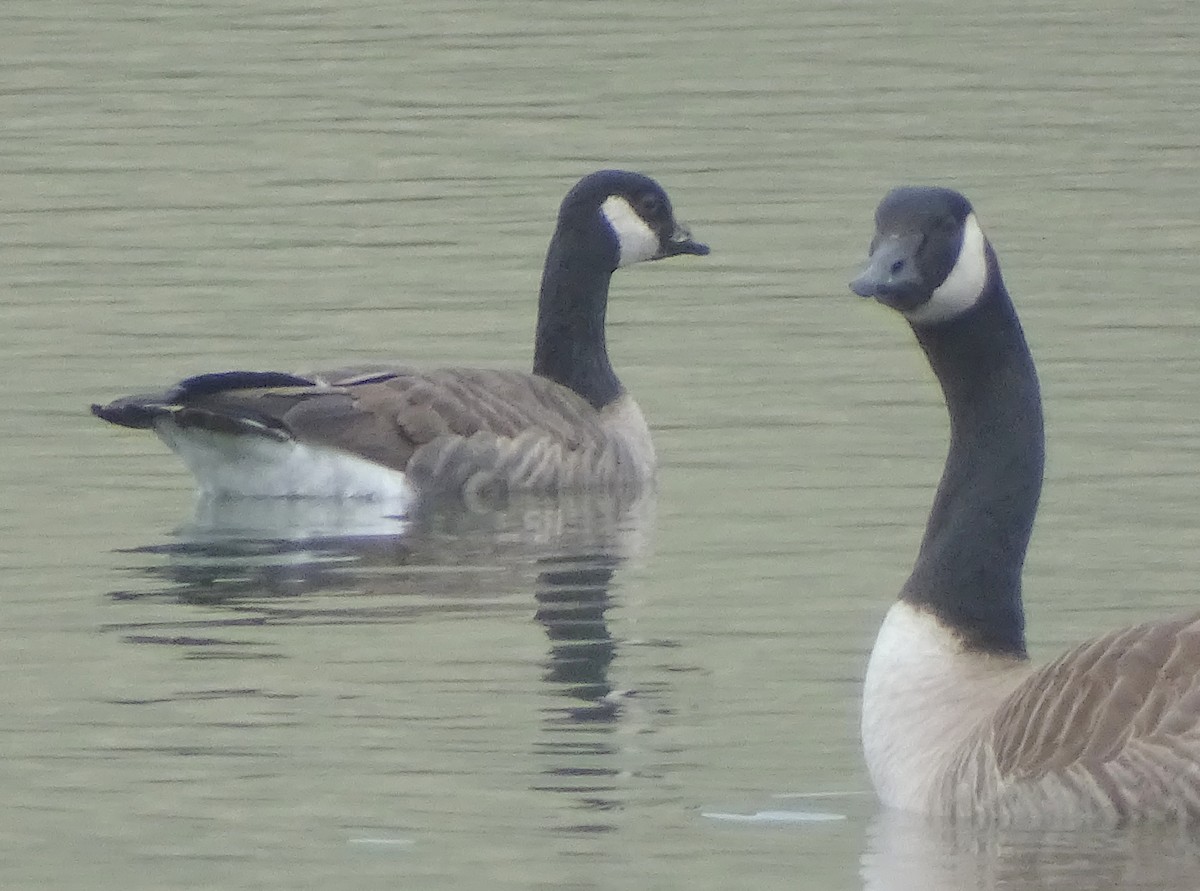 Cackling Goose - ML406149011