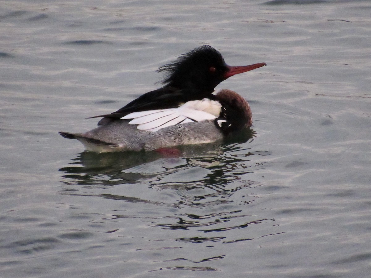 Red-breasted Merganser - ML406149431