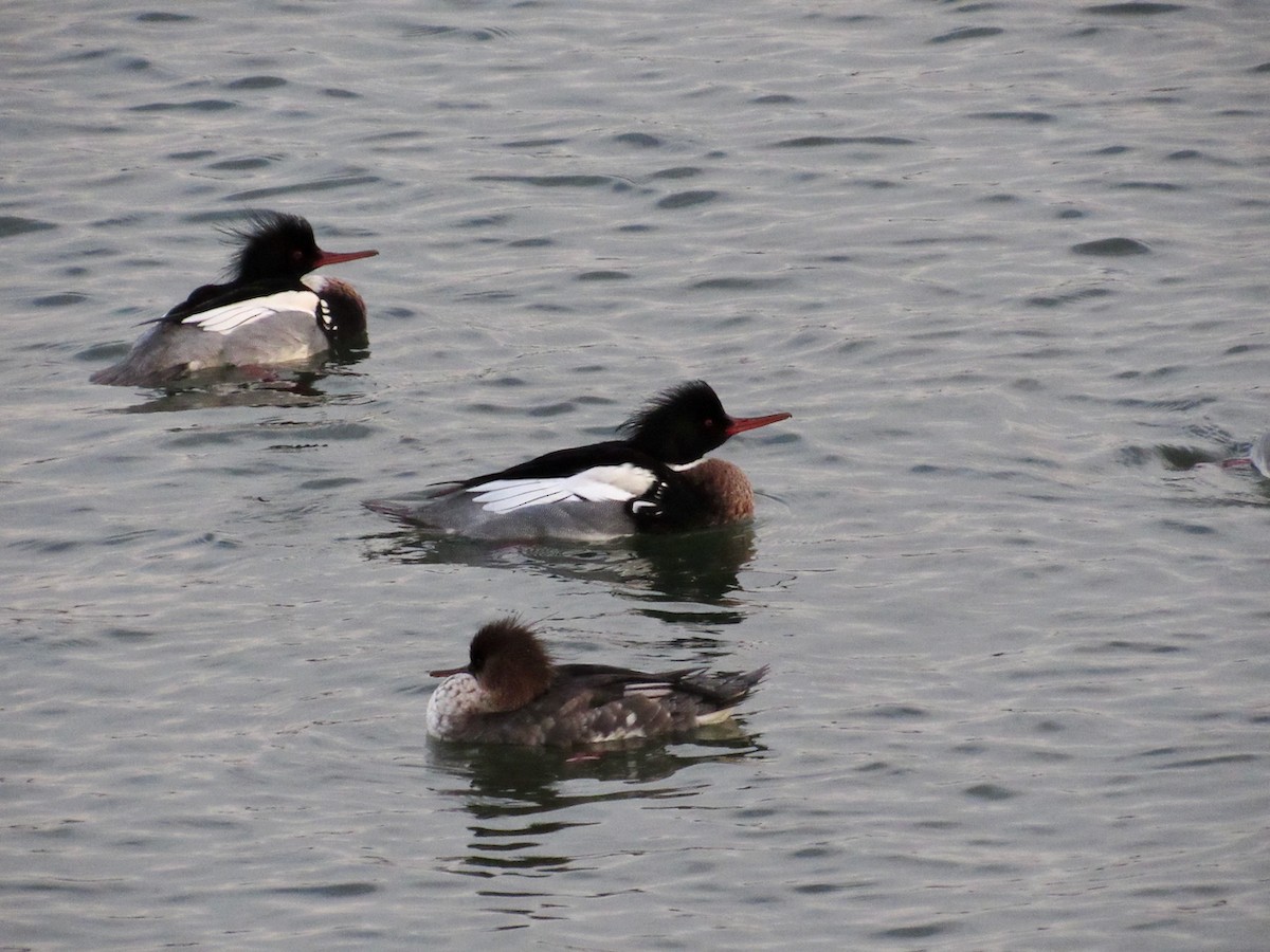 Red-breasted Merganser - ML406149441