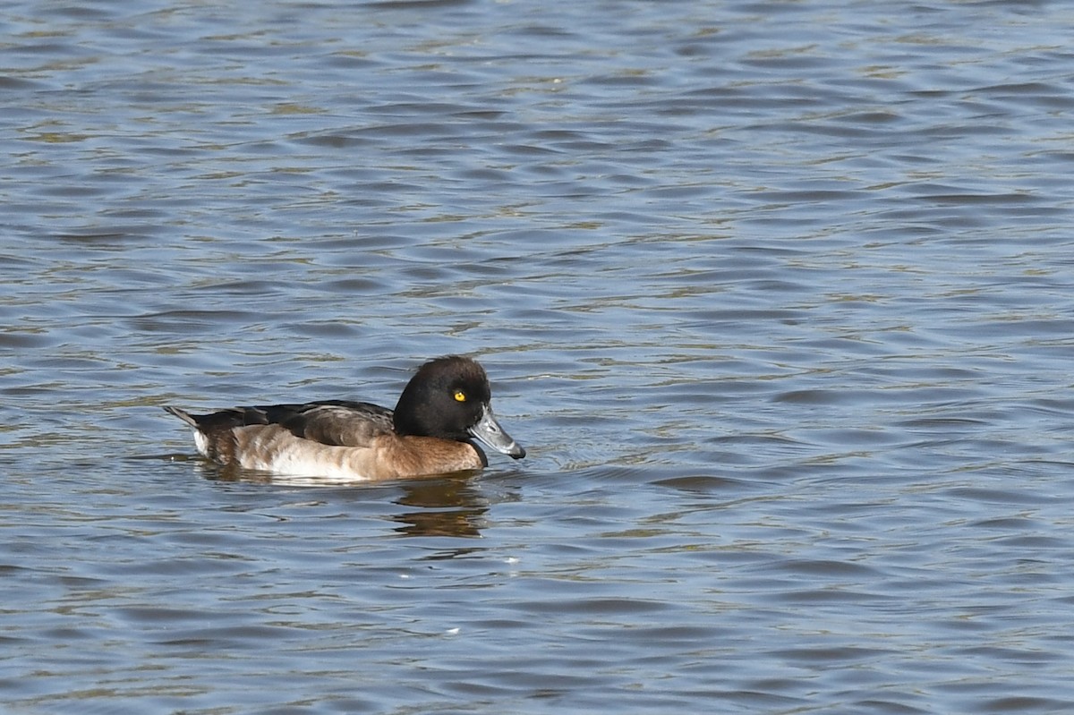 Tufted Duck - ML406152241