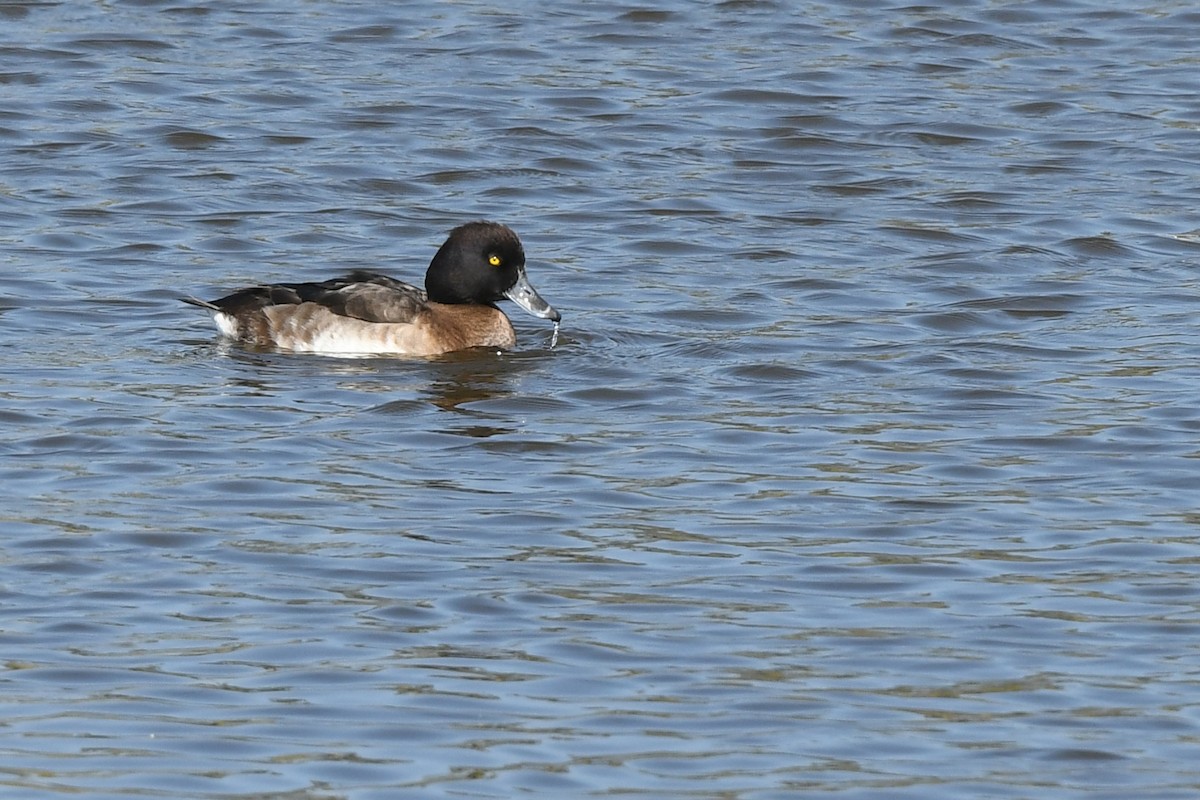 Tufted Duck - ML406152251