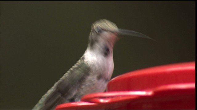 Black-chinned Hummingbird - ML406153