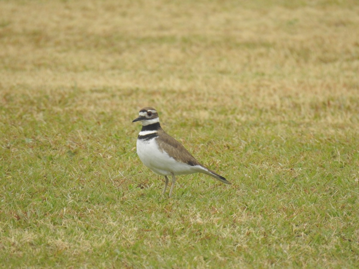 Killdeer - Daniel Goyer