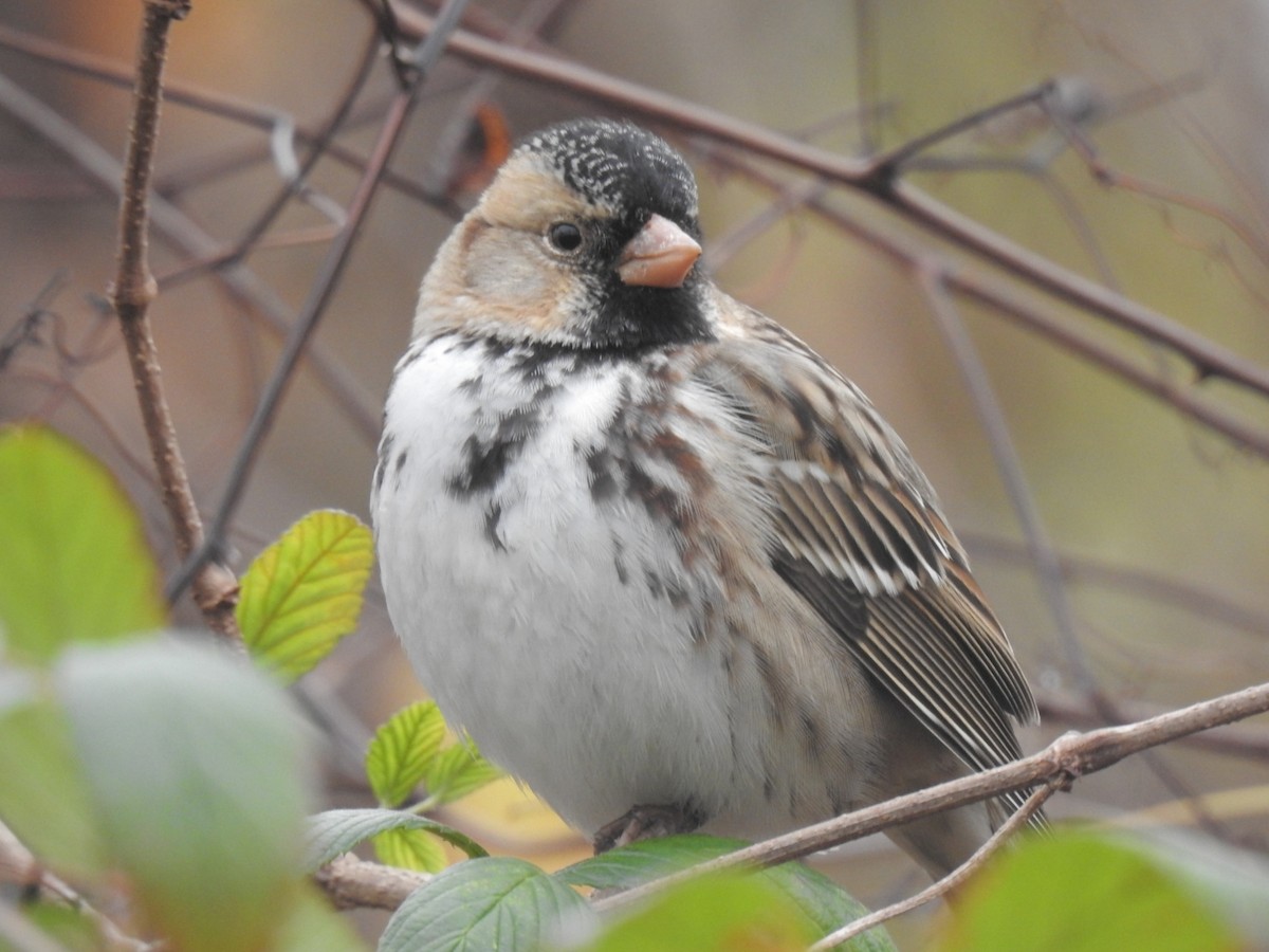 Harris's Sparrow - ML406154961