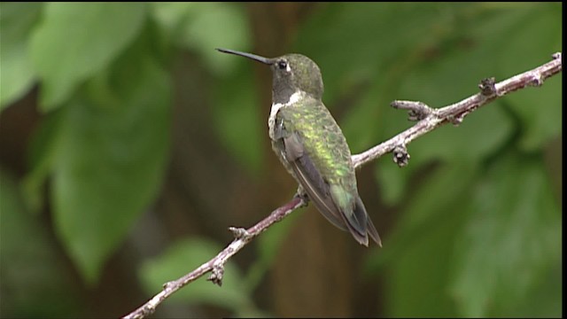 Black-chinned Hummingbird - ML406155