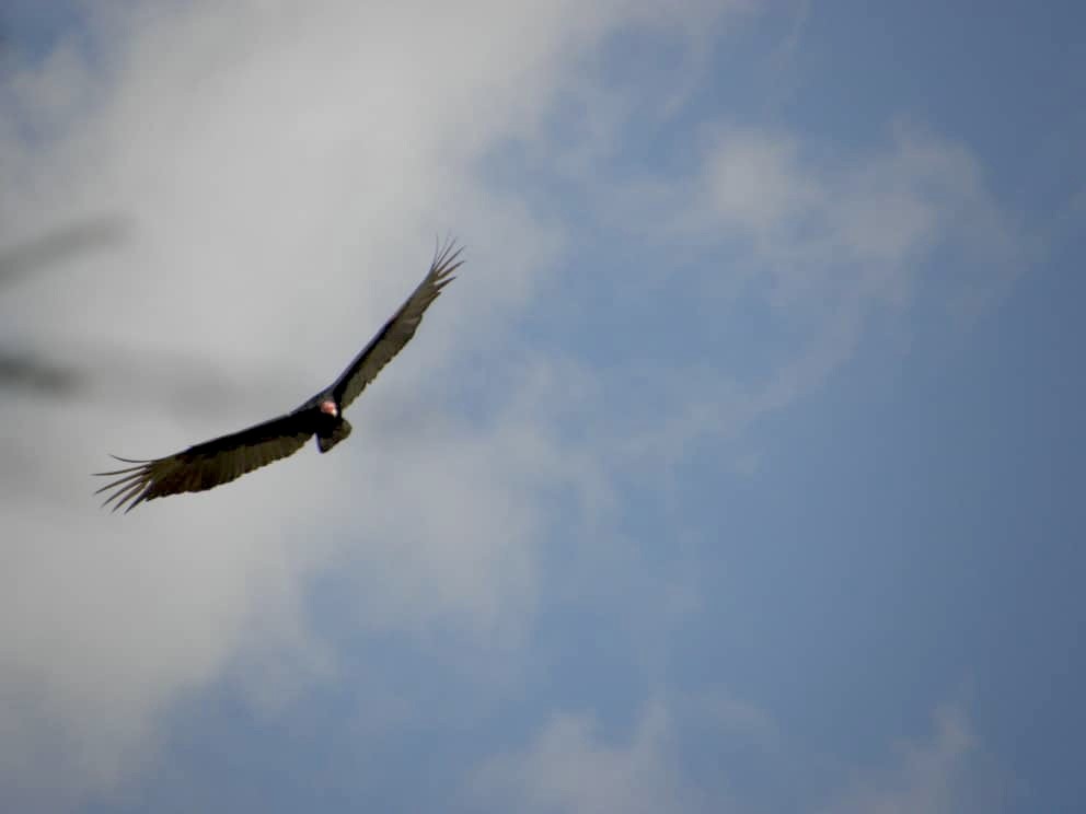 Turkey Vulture - ML406155031