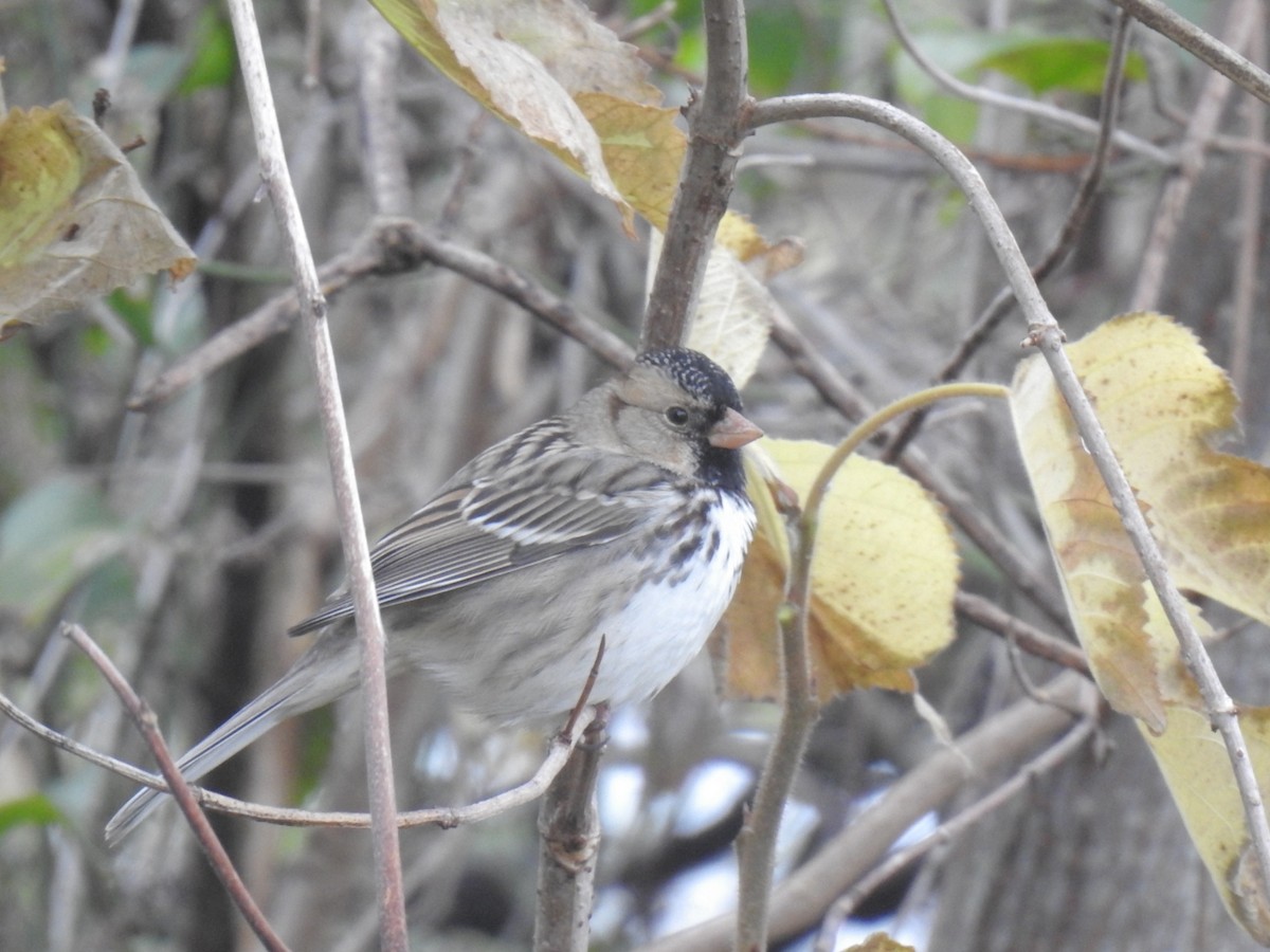 Harris's Sparrow - ML406155391