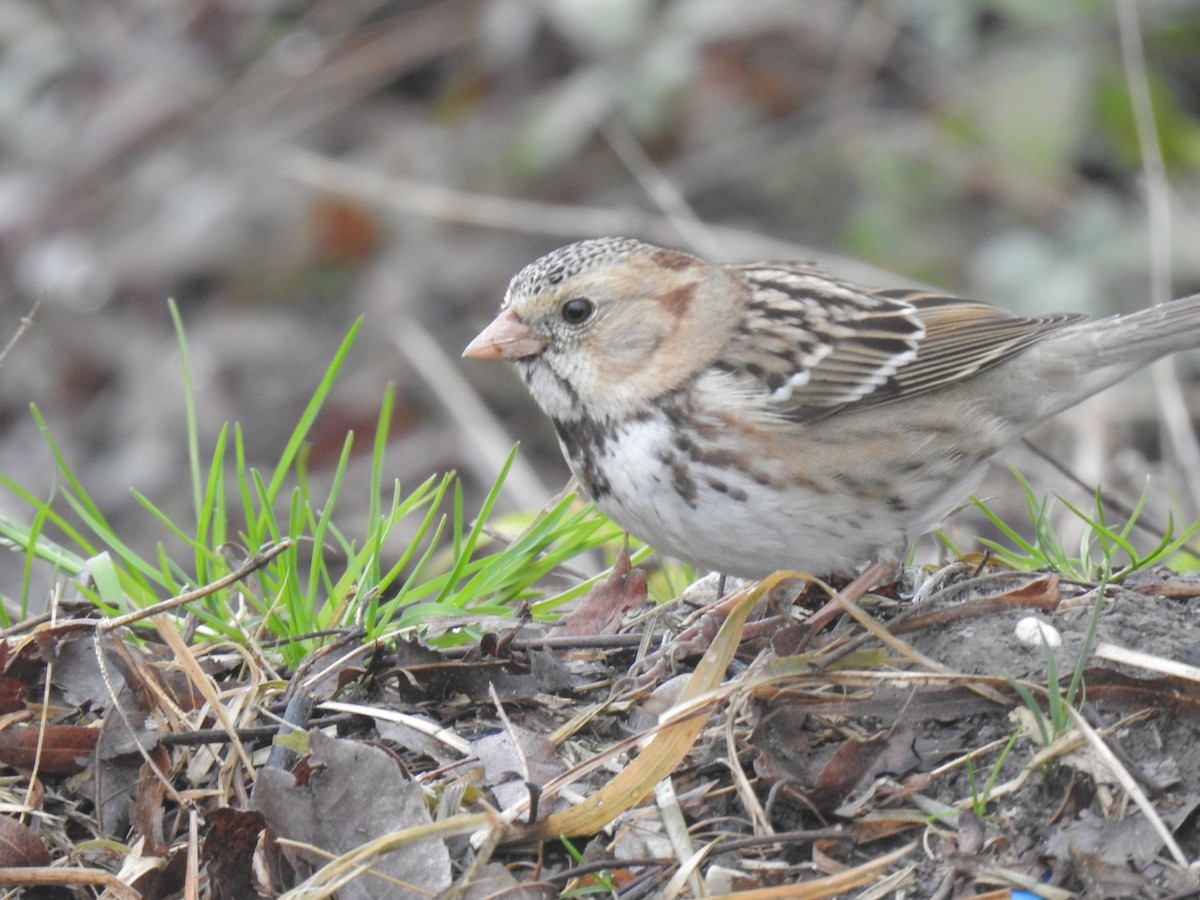 Harris's Sparrow - ML406155611