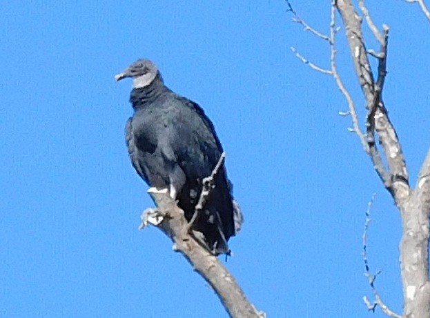 Black Vulture - ML40615611