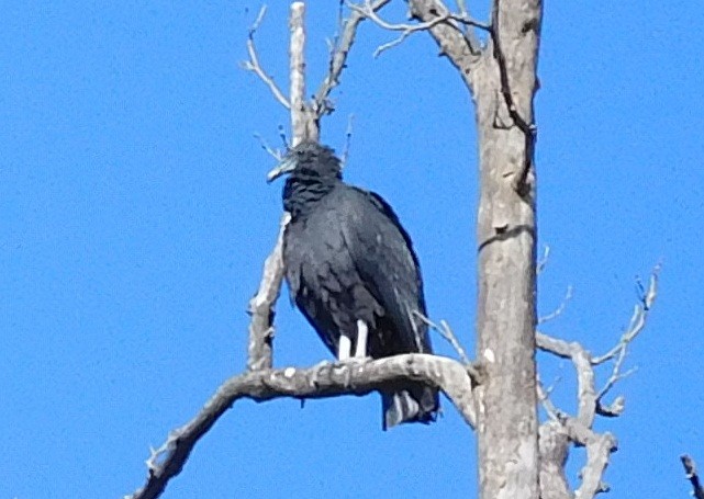 Black Vulture - ML40615621