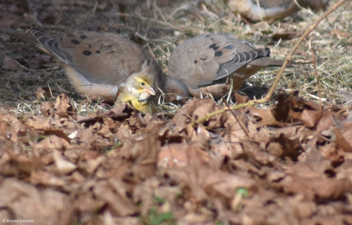 Dickcissel - ML406156361