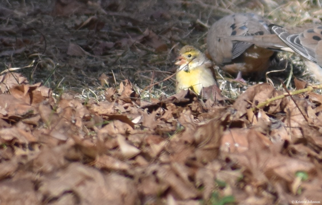 Dickcissel - ML406156421