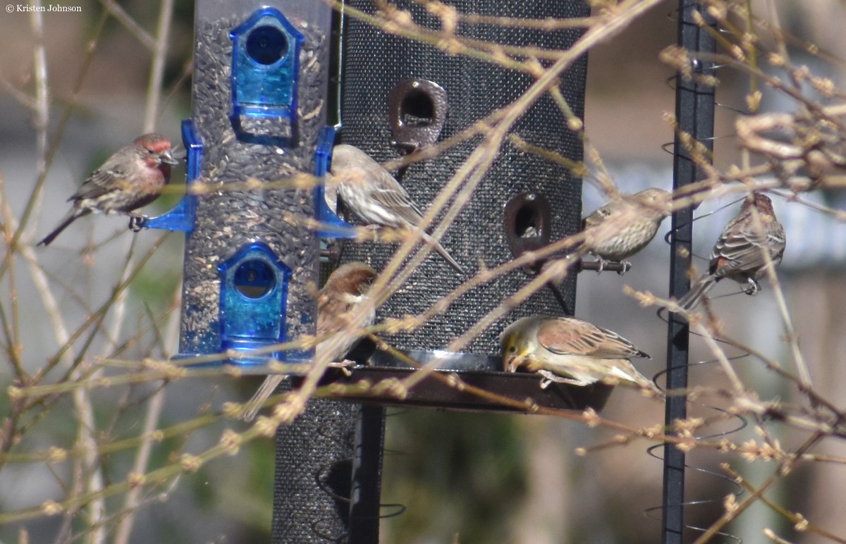 Dickcissel - ML406156481