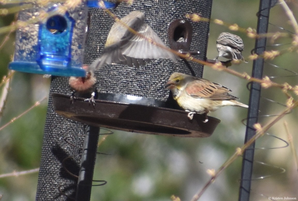Dickcissel - ML406156511