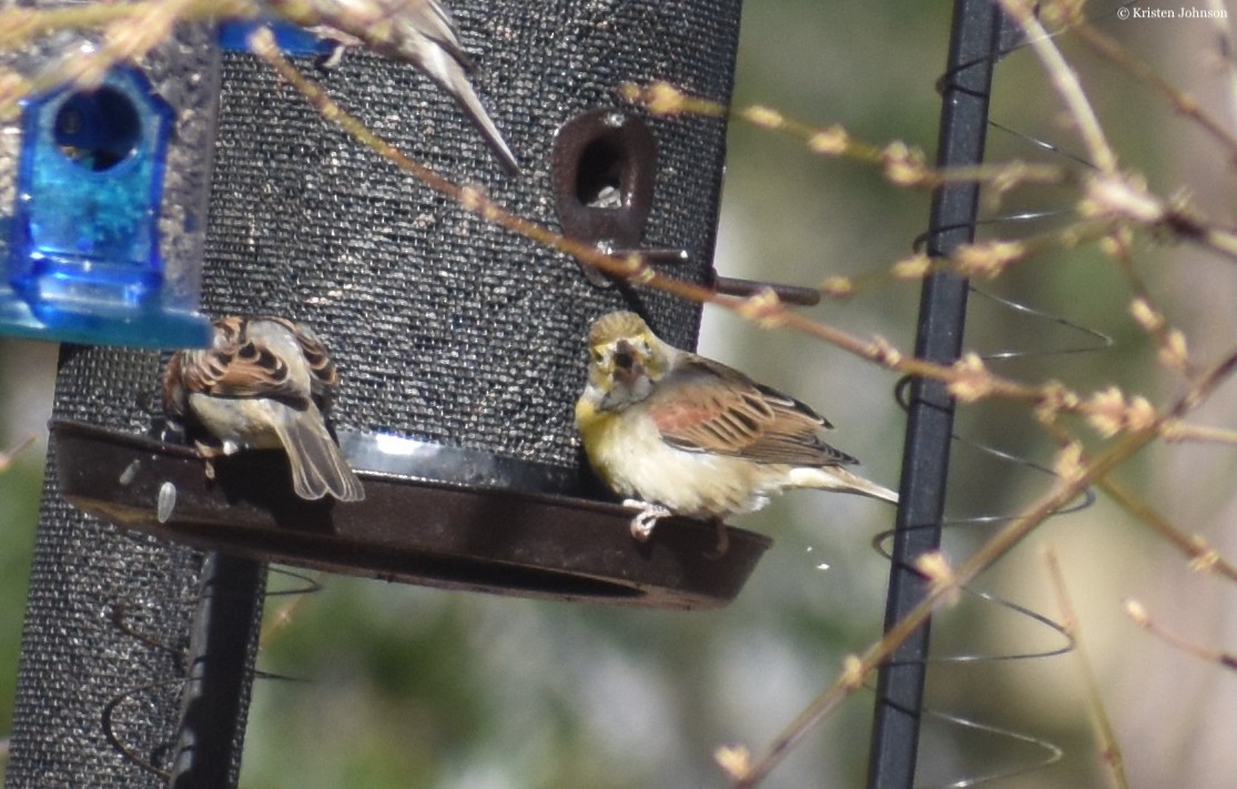 Dickcissel - ML406156541