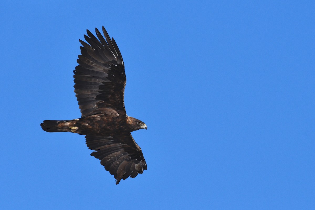 Golden Eagle - Monica Siebert