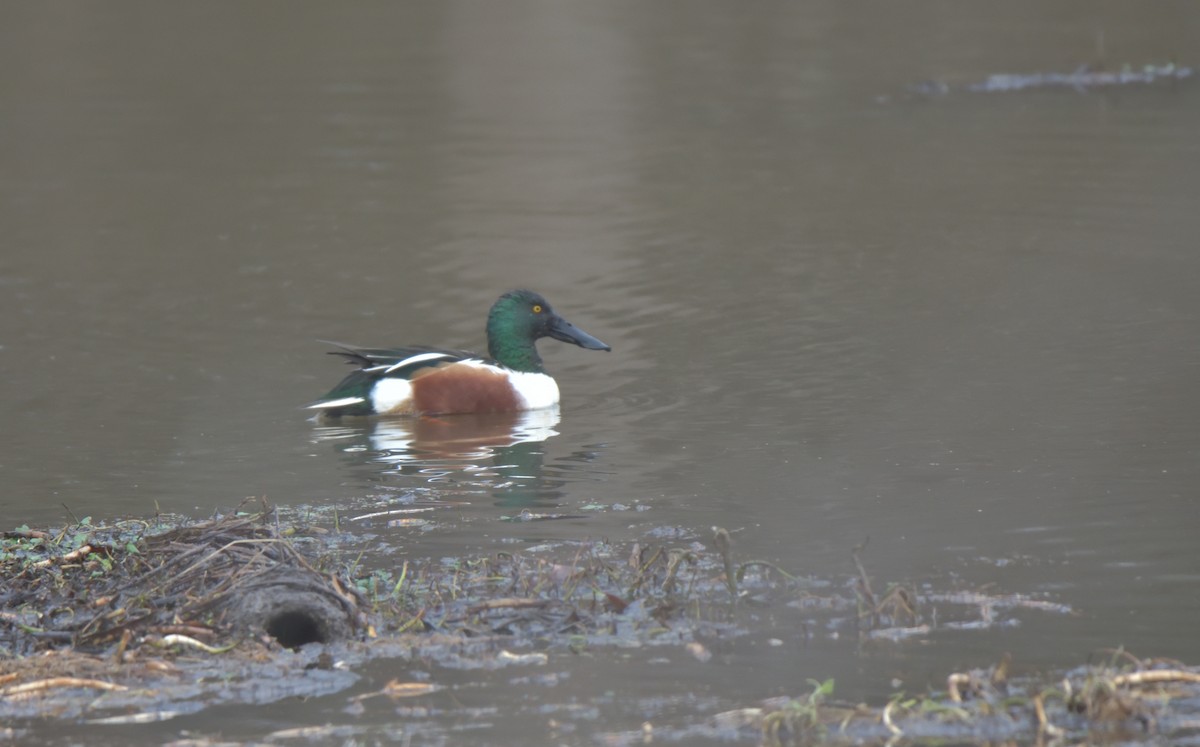 Northern Shoveler - ML406158821