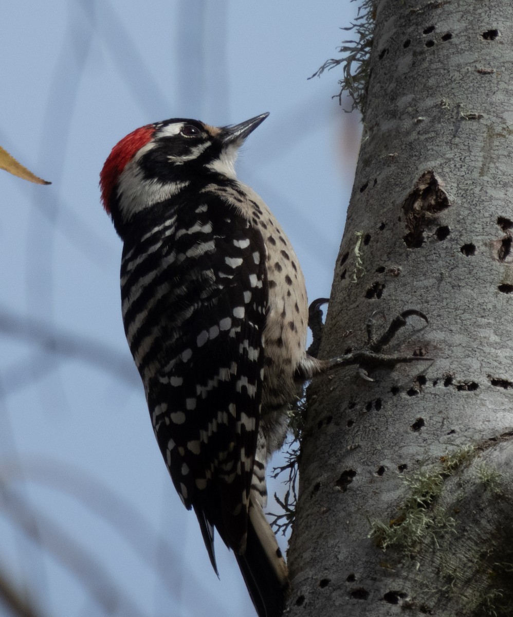 Nuttall's Woodpecker - Karen Kreiger