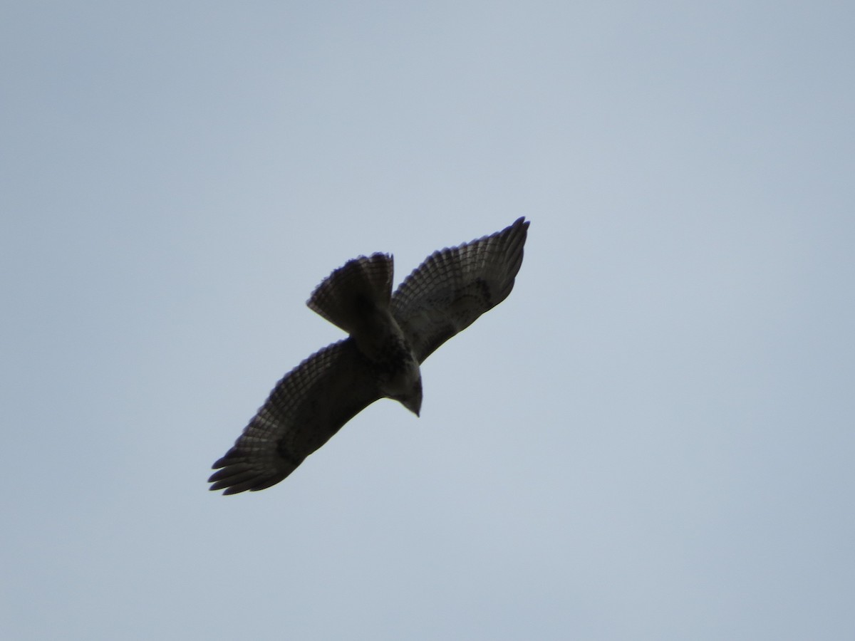 Red-tailed Hawk - ML40615991