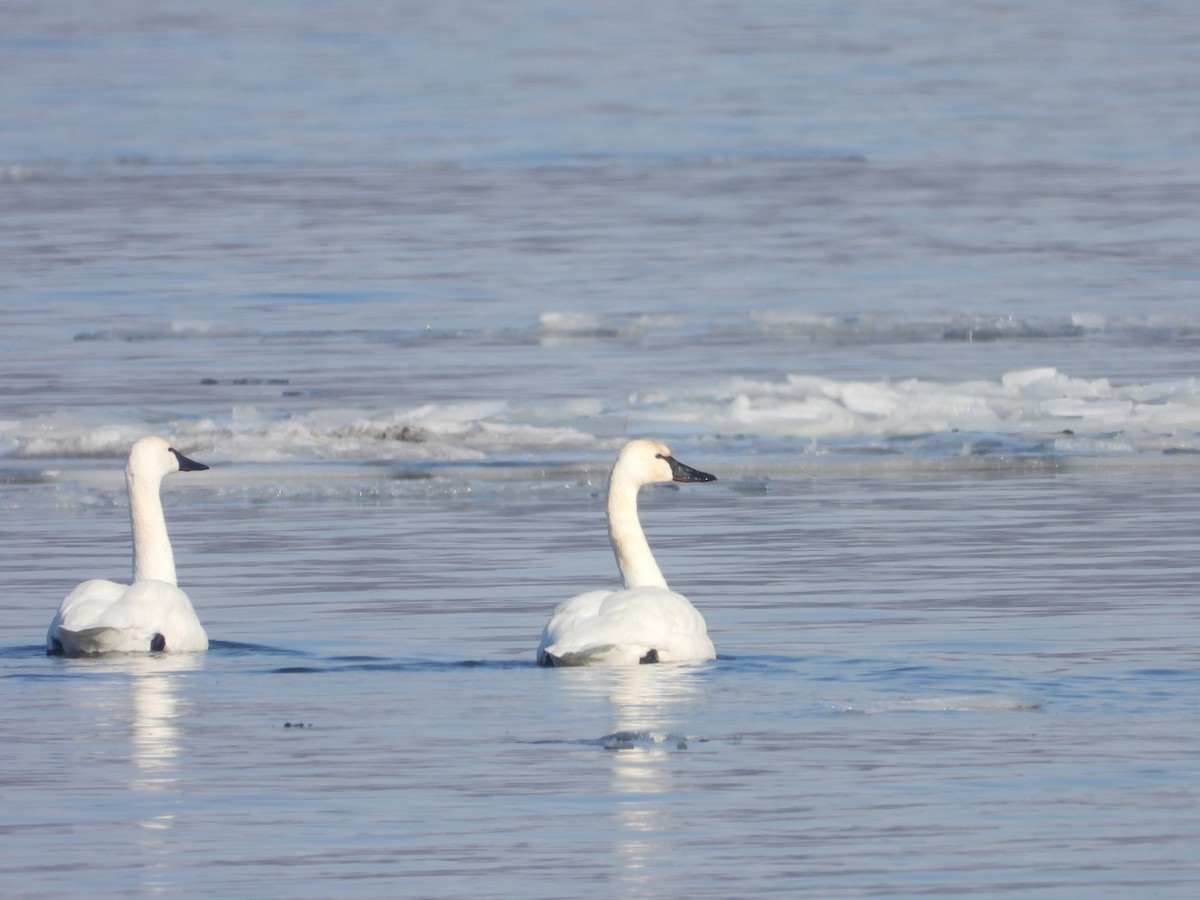 Cygne siffleur - ML406161211