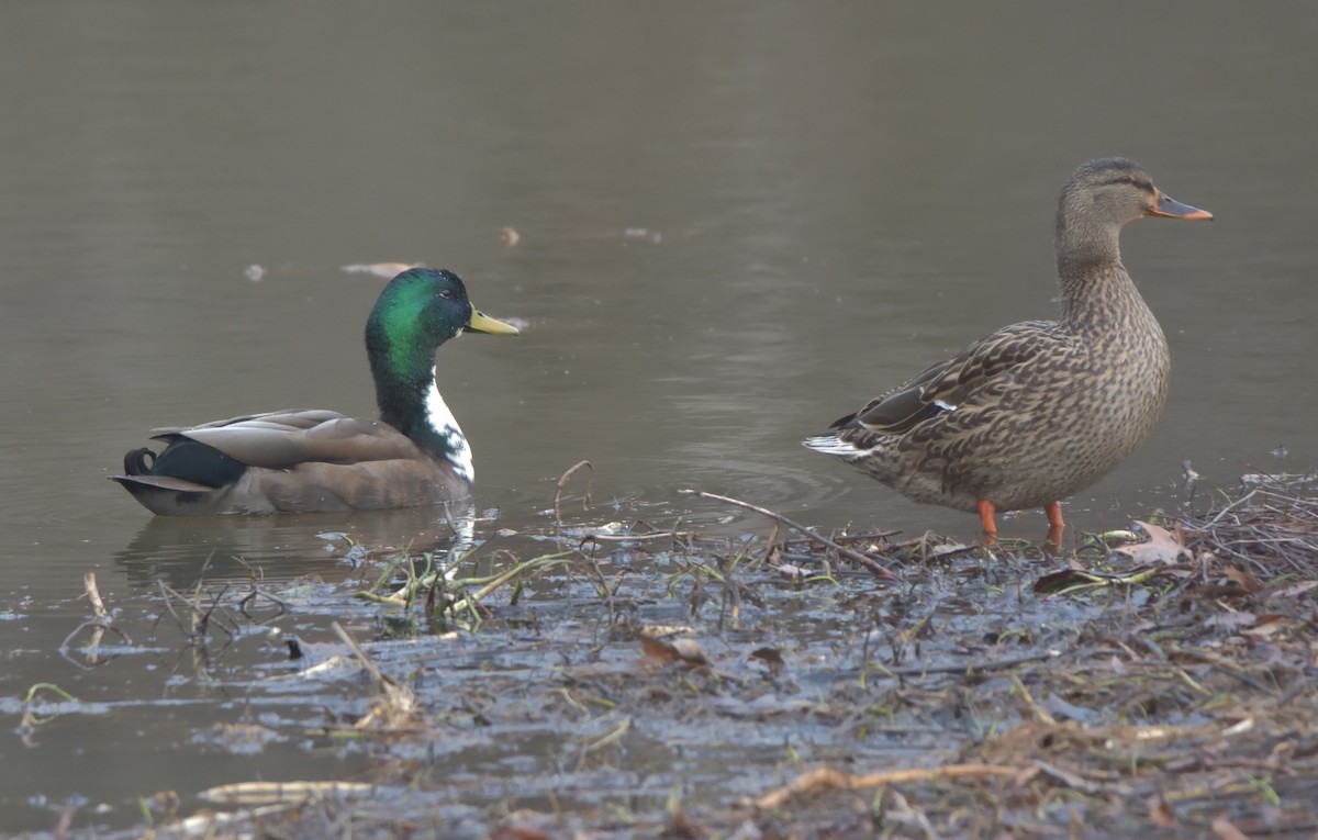 Mallard (Domestic type) - ML406161921