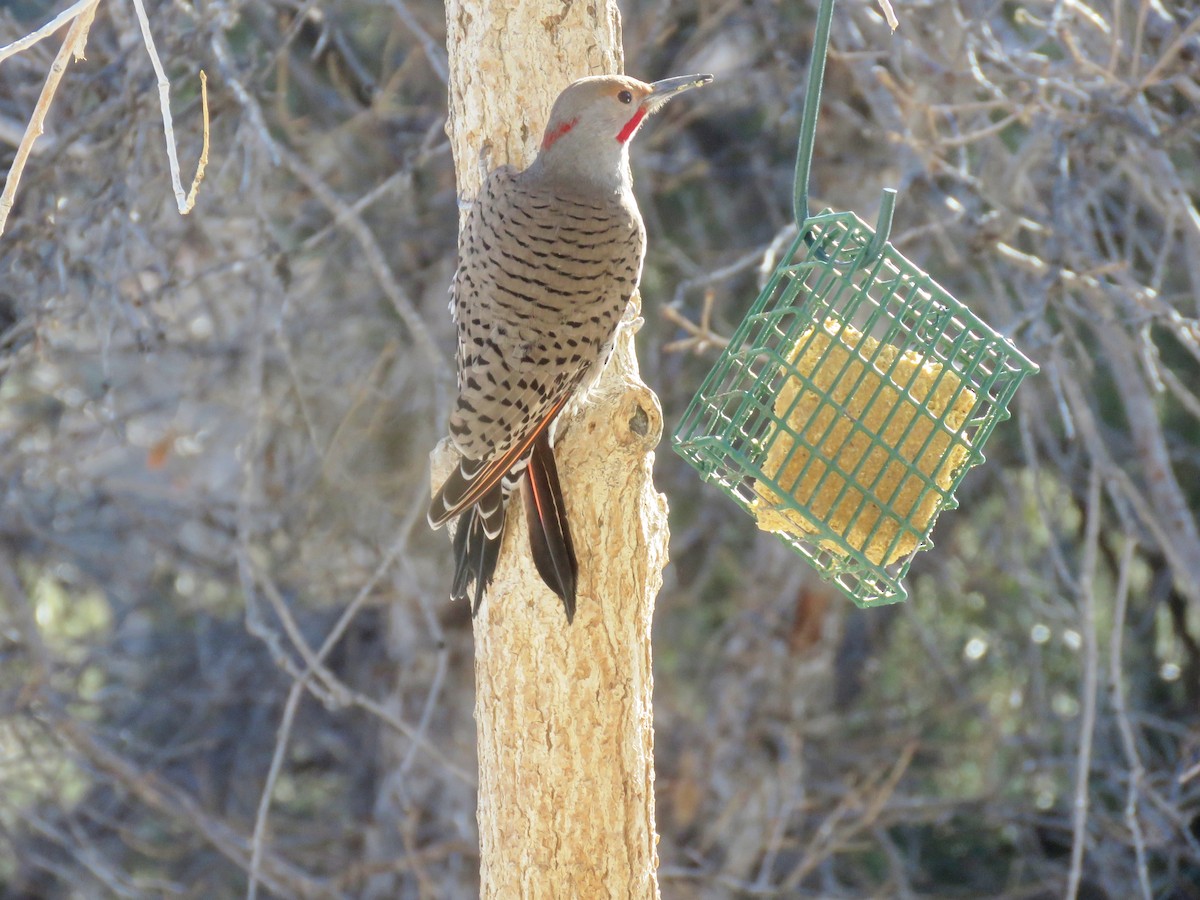 Northern Flicker - ML406162081