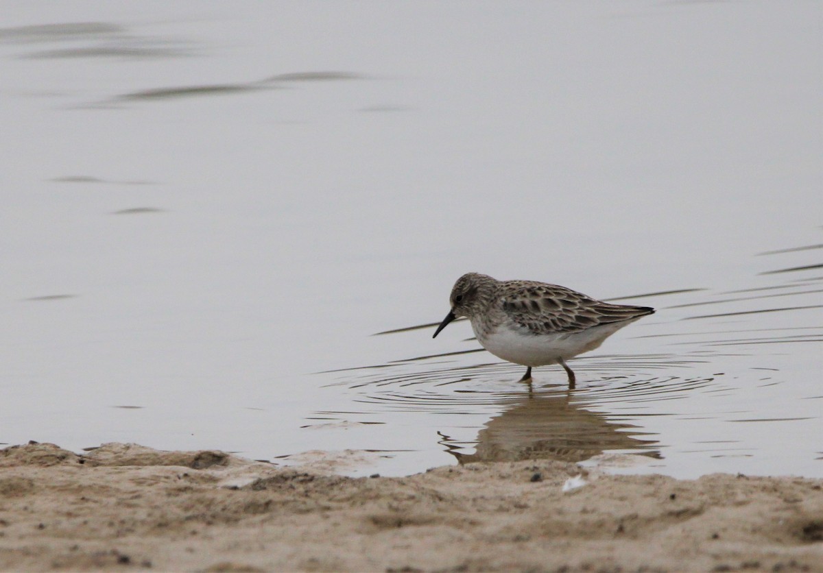 Песочник-крошка - ML406162121