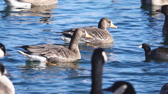 Greater White-fronted Goose - ML406162511