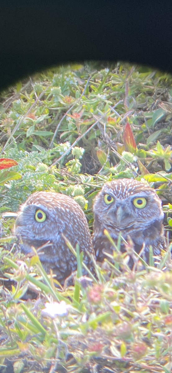 Burrowing Owl (Florida) - ML406163421