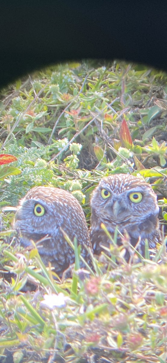 Burrowing Owl (Florida) - Brooks Emanuel