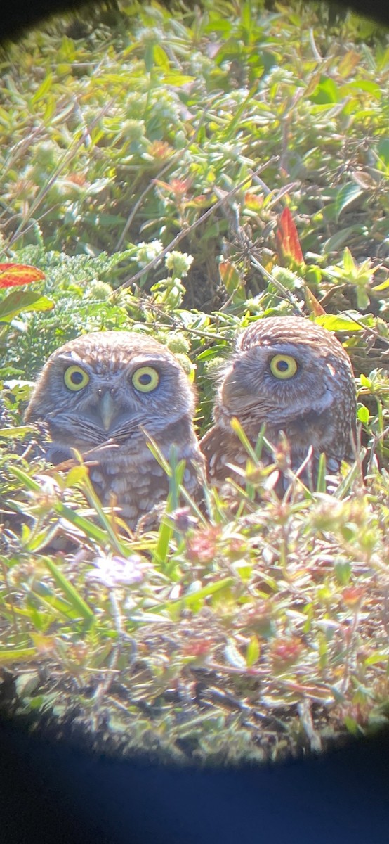 sýček králičí (ssp. floridana) - ML406163431