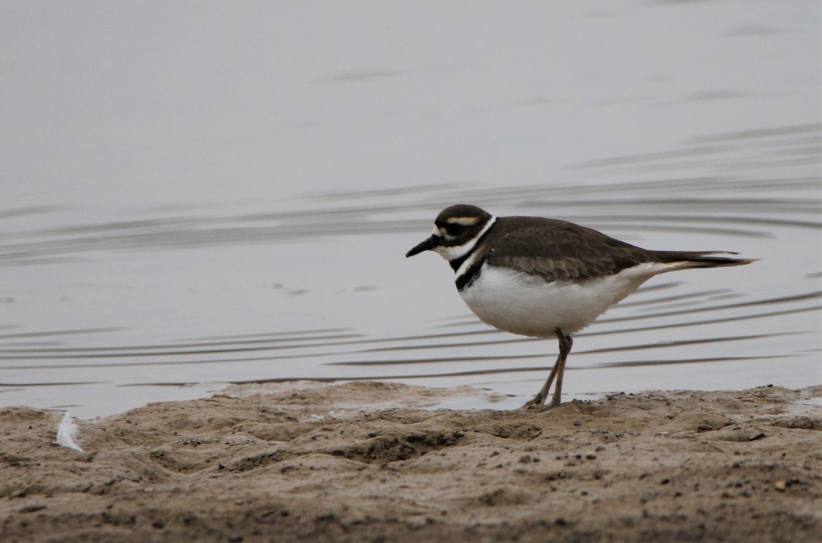 Killdeer - ML406164901