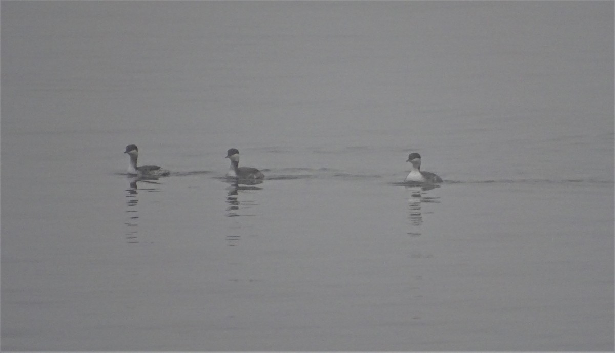 Horned Grebe - ML406165951