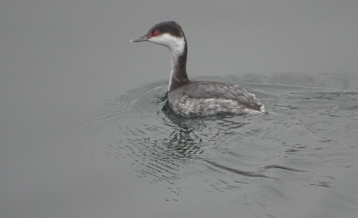 Horned Grebe - ML406167391