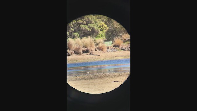 Kurlinta bekainduna - ML406167871