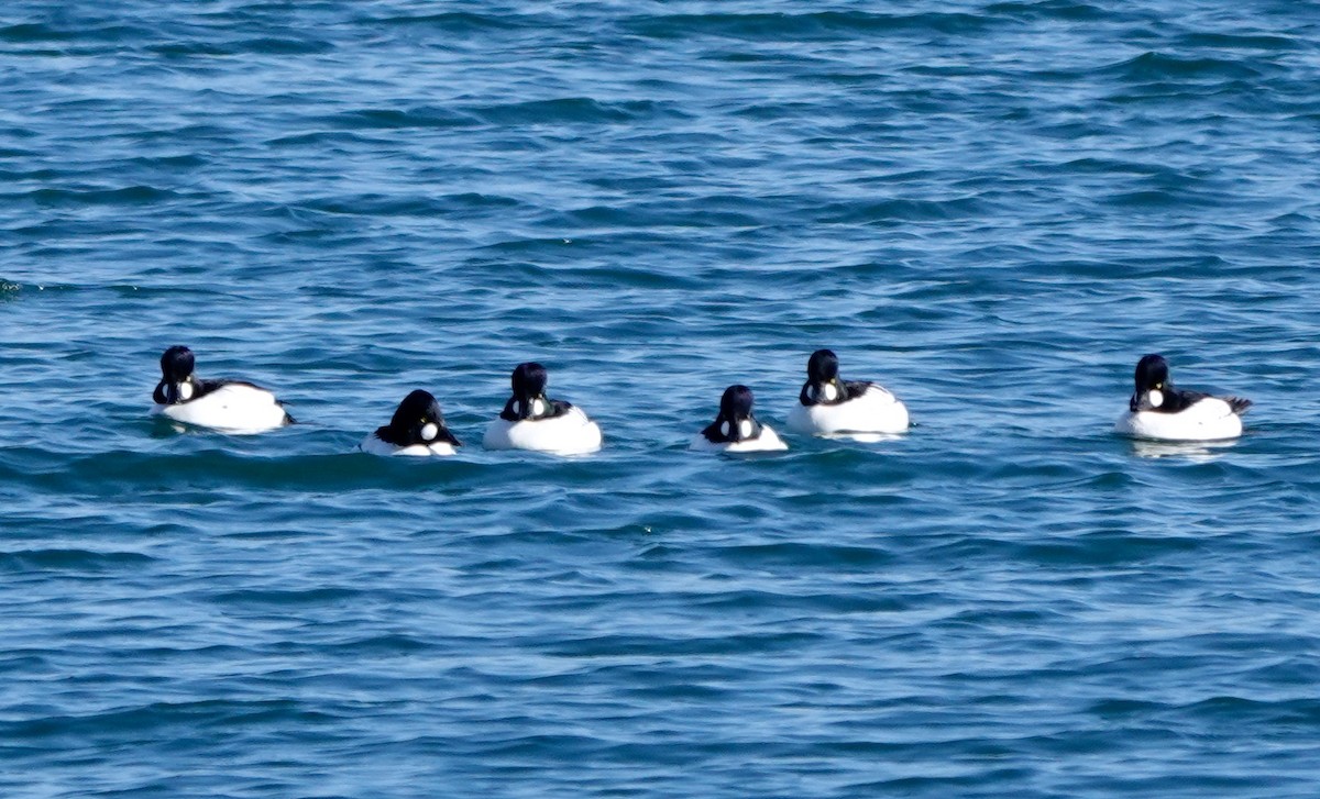 Common Goldeneye - ML406168011