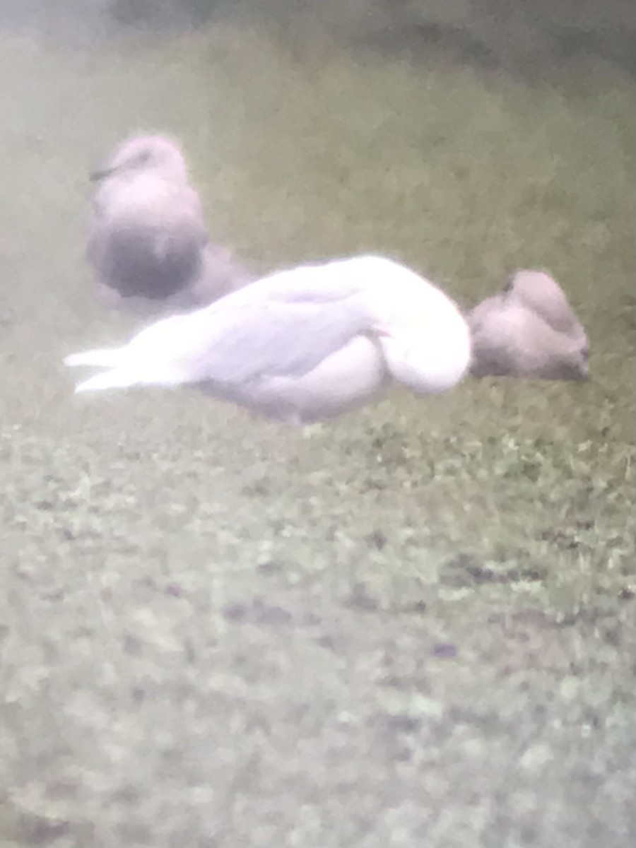 Glaucous Gull - ML406168391